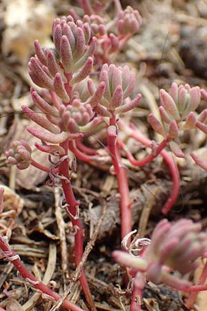 Sedum pallidum \ Bleiche Fetthenne / Turkish Stonecrop, D Eifel, Dreiborn 9.7.2018