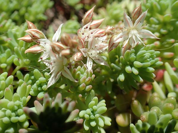 Sedum pallidum \ Bleiche Fetthenne / Turkish Stonecrop, D Eifel, Dreiborn 22.8.2018