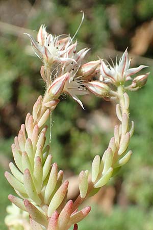 Sedum pallidum \ Bleiche Fetthenne / Turkish Stonecrop, D Eifel, Dreiborn 22.8.2018