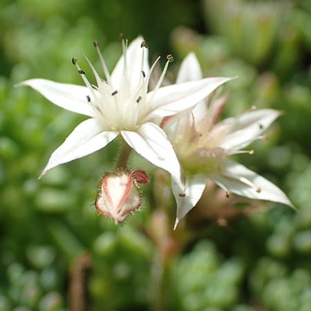 Sedum pallidum \ Bleiche Fetthenne / Turkish Stonecrop, D Eifel, Dreiborn 22.8.2018