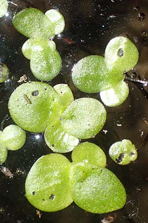 Spirodela polyrhiza / Greater Duckweed, D Mannheim 3.6.2019