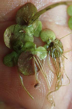 Spirodela polyrhiza / Greater Duckweed, D Mannheim 3.6.2019