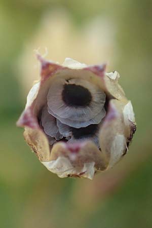 Spergula pentandra / Five-Stamen Spurrey, D Waghäusel-Wiesental 15.4.2020