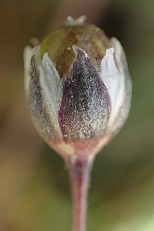 Spergula pentandra / Five-Stamen Spurrey, D Waghäusel-Wiesental 15.4.2020