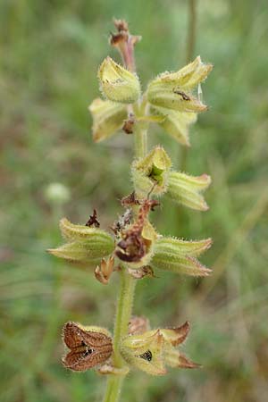 Salvia pratensis \ Wiesen-Salbei / Meadow Clary, D Neuleiningen 15.6.2020