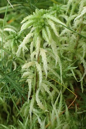 Sphagnum palustre \ Sumpf-Torfmoos / Prairie Sphagnum, D Heiliges Meer (Kreis Steinfurt) 10.9.2020