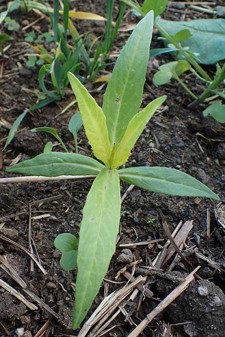 Guizotia abyssinica \ Ramtillkraut, Nigersaat, D Brensbach 10.10.2020