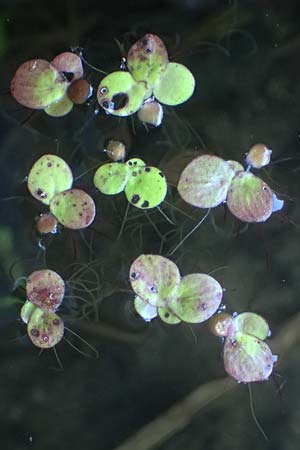 Spirodela polyrhiza \ Vielwurzelige Teichlinse, D Groß-Gerau 29.5.2021