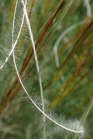 Stipa pulcherrima subsp. palatina \ Pflzer Federgras, D Leistadt 13.6.2021