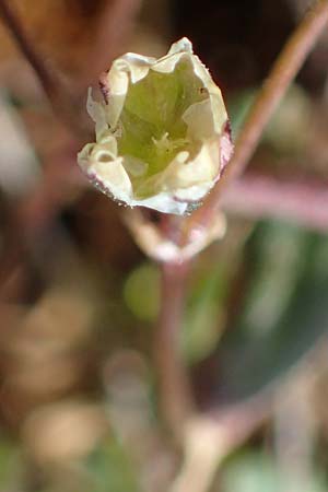 Spergula pentandra \ Fnfmnniger Sprgel / Five-Stamen Spurrey, D Waghäusel-Wiesental 9.4.2022