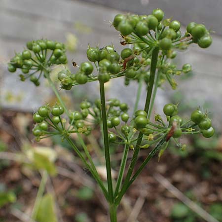 Smyrnium perfoliatum \ Durchwachsene Gelbdolde / Perfoliate Alexanders, D Germersheim 27.5.2022