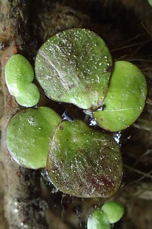 Spirodela polyrhiza \ Vielwurzelige Teichlinse / Greater Duckweed, D Eggenstein-Leopoldshafen 27.5.2022