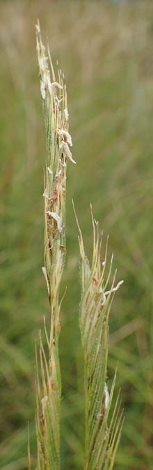 Sporobolus michauxianus \ Goldleistengras, D Offenburg 3.9.2022