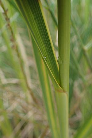 Sporobolus michauxianus \ Goldleistengras, D Offenburg 3.9.2022