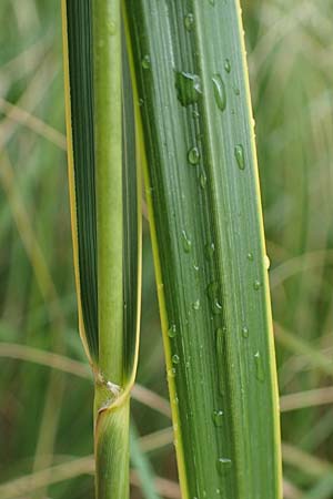 Sporobolus michauxianus \ Goldleistengras, D Offenburg 3.9.2022