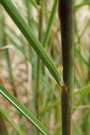 Sporobolus michauxianus \ Goldleistengras, D Offenburg 3.9.2022