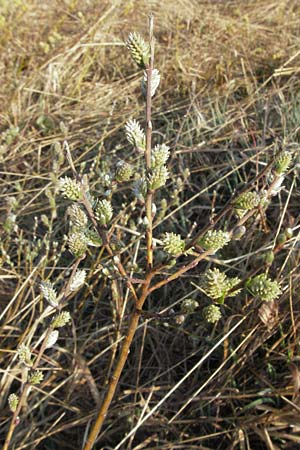 Salix repens \ Kriech-Weide / Creeping Willow, D Allgäu, Gebrazhofen 21.4.2007