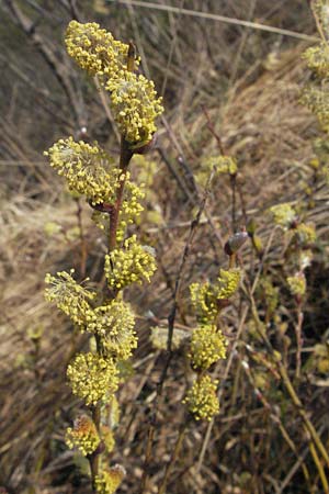 Salix repens \ Kriech-Weide / Creeping Willow, D Allgäu, Gebrazhofen 21.4.2007