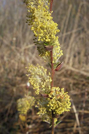 Salix repens \ Kriech-Weide / Creeping Willow, D Allgäu, Gebrazhofen 21.4.2007