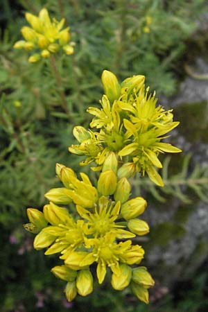 Sedum rupestre \ Felsen-Fetthenne, Tripmadam / Crooked Yellow Stonecrop, Reflexed Stonecrop, D Hemsbach 28.6.2007