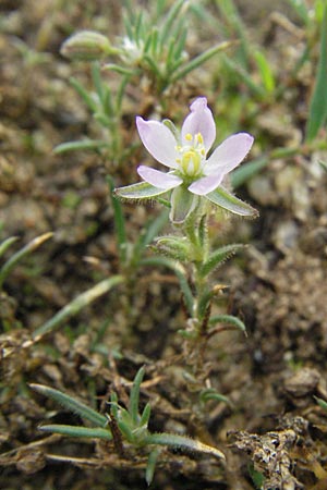 Spergularia rubra \ Rote Schuppenmiere, Roter Sprkling / Sea Spurrey, D Babenhausen 11.8.2007