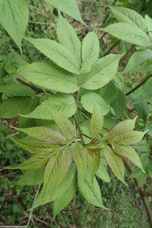 Sambucus racemosa \ Roter Holunder, Trauben-Holunder / Red-Berried Elder, D Odenwald, Breuberg 28.4.2016