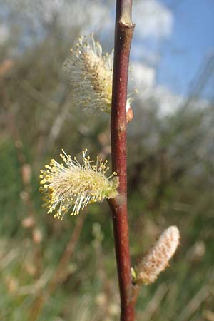 Salix repens \ Kriech-Weide / Creeping Willow, D Leutkirch 7.5.2016