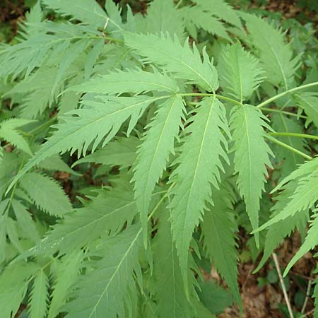 Sambucus racemosa forma laciniata \ Schlitzblttriger Roter Holunder, D Odenwald, Breuberg 11.6.2016