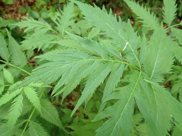 Sambucus racemosa forma laciniata \ Schlitzblttriger Roter Holunder, D Odenwald, Breuberg 11.6.2016