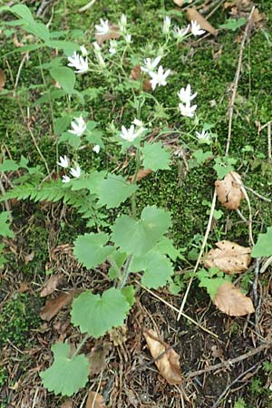 Saxifraga rotundifolia \ Rundblttriger Steinbrech / Round-Leaved Saxifrage, D Pfronten 28.6.2016