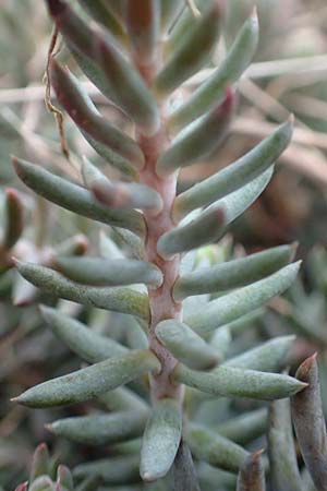 Sedum rupestre \ Felsen-Fetthenne, Tripmadam / Crooked Yellow Stonecrop, Reflexed Stonecrop, D St. Leon - Rot 23.3.2018