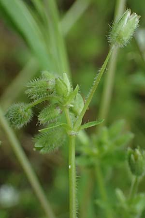 Stellaria ruderalis \ Ruderale Vogelmiere, D Viernheim 10.5.2021