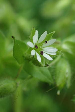 Stellaria ruderalis \ Ruderale Vogelmiere, D Viernheim 10.5.2021