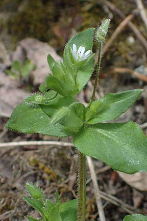 Stellaria ruderalis \ Ruderale Vogelmiere, D Viernheim 10.5.2021