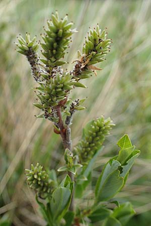 Salix repens \ Kriech-Weide / Creeping Willow, D Neuleiningen 28.5.2021