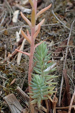 Sedum rupestre \ Felsen-Fetthenne, Tripmadam / Crooked Yellow Stonecrop, Reflexed Stonecrop, D Sandhausen 8.7.2021