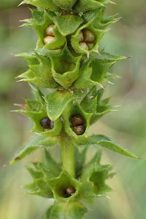 Stachys recta \ Aufrechter Ziest, D Grünstadt-Asselheim 9.7.2021