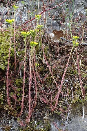 Sedum rupestre \ Felsen-Fetthenne, Tripmadam / Crooked Yellow Stonecrop, Reflexed Stonecrop, D Idar-Oberstein 26.6.2023