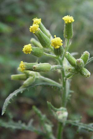 Senecio sylvaticus \ Wald-Greiskraut / Heath Groundsel, D Sandhausen 25.5.2007