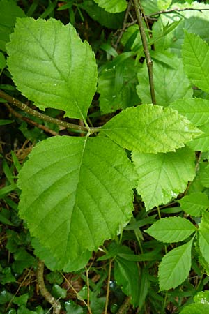 Sorbus seyboldiana \ Seybolds Mehlbeere / Seybold's Whitebeam, D Werbachhausen 4.6.2016