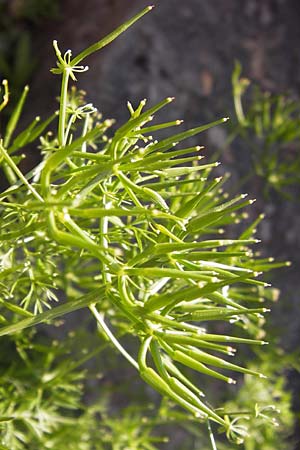 Scandix stellata \ Stern-Venuskamm / Stellate Shepherd's Needle, D  8.6.2013