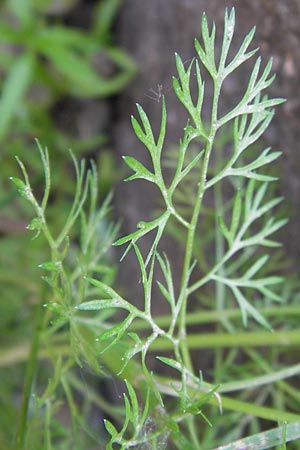 Scandix stellata \ Stern-Venuskamm / Stellate Shepherd's Needle, D  8.6.2013