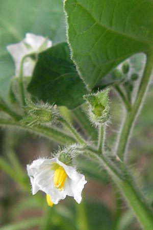 Solanum sarachoides / Saracha Nightshade, D Mannheim 6.9.2013