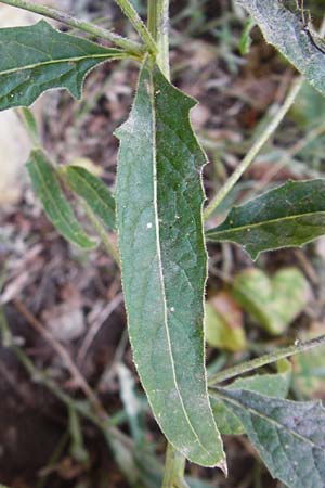 Sisymbrium strictissimum \ Steife Rauke / Perennial Rocket, D Nördlingen 10.7.2015