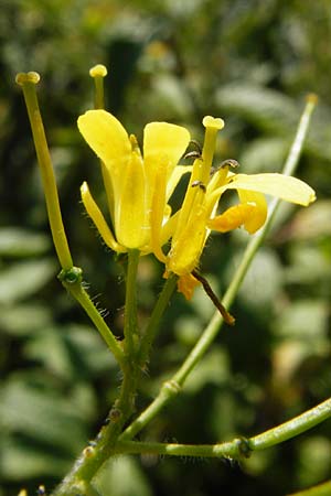 Sisymbrium strictissimum / Perennial Rocket, D Nördlingen 10.7.2015