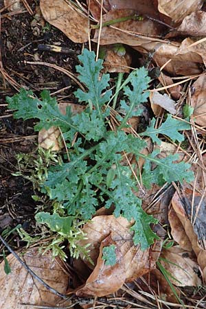 Senecio sylvaticus \ Wald-Greiskraut, D Reilingen 19.2.2016