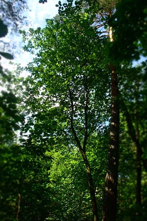 Sorbus seyboldiana \ Seybolds Mehlbeere / Seybold's Whitebeam, D Werbachhausen 4.6.2016