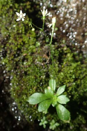 Saxifraga stellaris \ Stern-Steinbrech / Starry Saxifrage, D Schwarzwald/Black-Forest, Feldberg 10.7.2016