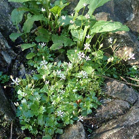 Saxifraga stellaris \ Stern-Steinbrech / Starry Saxifrage, D Schwarzwald/Black-Forest, Feldberg 10.7.2016