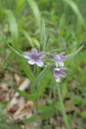 Lithospermum purpurocaeruleum \ Blauroter Steinsame, D Königheim 29.5.2019